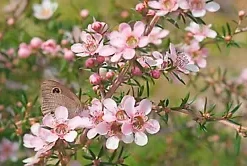 100+ Manuka Tea Tree Seeds - Medicinal Honey & Tea Shrub Pink Flowers,