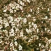 100+ Manuka Tea Tree Seeds - Medicinal Tea Bush, Honey, New Zealand,