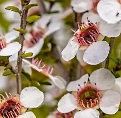 100+ Manuka Tea Tree Seeds - Medicinal Tea Bush, Honey, New Zealand,