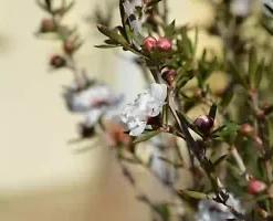 100+ Manuka Tea Tree Seeds - Medicinal Tea Bush, Honey, New Zealand,