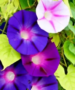 100+ Morning Glory Vine Seed Mixed Colors - Heirloom, Non-GMO, Ipomea Flower Mix