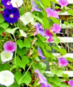 100+ Morning Glory Vine Seed Mixed Colors - Heirloom, Non-GMO, Ipomea Flower Mix