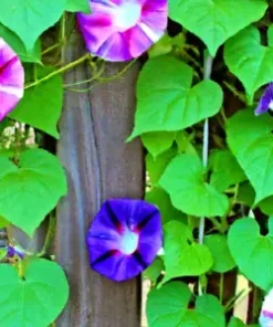 100+ Morning Glory Vine Seed Mixed Colors - Heirloom, Non-GMO, Ipomea Flower Mix