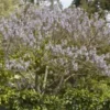 100+ Royal Empress Tree Seeds (Paulownia tomentosa) Purple Flowers, Fast Growing