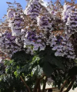 100+ Royal Empress Tree Seeds (Paulownia tomentosa) Purple Flowers, Fast Growing