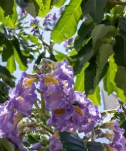 100+ Royal Empress Tree Seeds (Paulownia tomentosa) Purple Flowers, Fast Growing