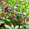 100+ Salal Berry Seeds (Gaultheria shallon) Edible Fruits, Evergreen Shrub Bush