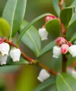 100+ Salal Berry Seeds (Gaultheria shallon) Edible Fruits, Evergreen Shrub Bush