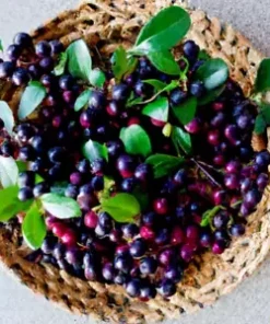 100+ Salal Berry Seeds (Gaultheria shallon) Edible Fruits, Evergreen Shrub Bush