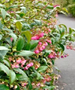 100+ Salal Berry Seeds (Gaultheria shallon) Edible Fruits, Evergreen Shrub Bush