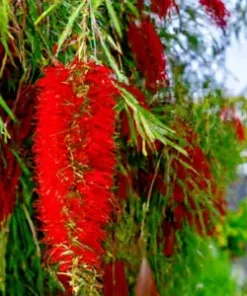 100+ Weeping Bottle Brush Seeds (C. viminalis) | FAST GROWING RED FLOWER TREE