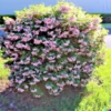 100+ Weigela Florida Bush Seeds | Old-Fashioned Pink & White Flower Shrub