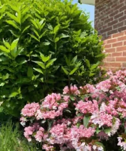 100+ Weigela Florida Bush Seeds | Old-Fashioned Pink & White Flower Shrub