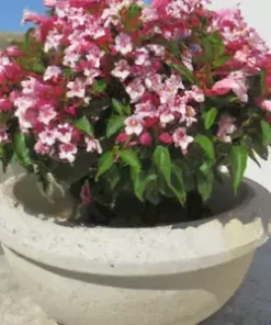 100+ Weigela Florida Bush Seeds | Old-Fashioned Pink & White Flower Shrub