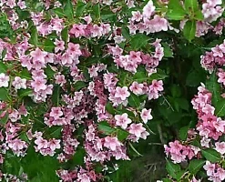 100+ Weigela Florida Bush Seeds | Old-Fashioned Pink & White Flower Shrub