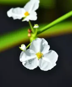 1000 Broadleaf Arrowhead Flower Seeds (Sagittaria Latifolia) EDIBLE WATER TUBER
