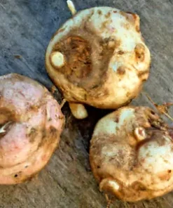 1000 Broadleaf Arrowhead Flower Seeds (Sagittaria Latifolia) EDIBLE WATER TUBER