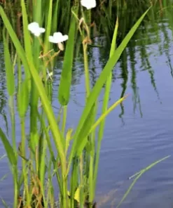 1000 Broadleaf Arrowhead Flower Seeds (Sagittaria Latifolia) EDIBLE WATER TUBER