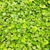 1000+ Dichondra Repens Seeds - Perennial Creeping Ground Cover, Evergreen Lawn