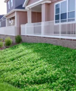 1000+ Dichondra Repens Seeds - Perennial Creeping Ground Cover, Evergreen Lawn