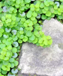 1000+ Dichondra Repens Seeds - Perennial Creeping Ground Cover, Evergreen Lawn