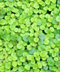 1000+ Dichondra Repens Seeds - Perennial Creeping Ground Cover, Evergreen Lawn