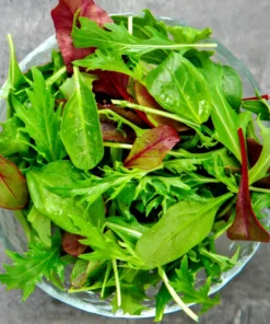 1000+ Gourmet Lettuce Blend Seeds | Mixed Salad Bowl Lettuce, Bulk