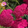 1,000+ Perennial "Rosy Red" BULK WILDFLOWER SEEDS (Achillea Millefolium rubra)