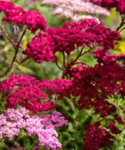 1,000+ Perennial "Rosy Red" BULK WILDFLOWER SEEDS (Achillea Millefolium rubra)