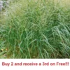 1000+ Switch Grass Seeds Native Prairie Tall Grass Clumping Ornamental Perennial - Grass Seeds For Lawn
