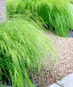 1000+ Weeping Lovegrass Seeds - Ornamental Grass (Eragrostis curvala), Bulk