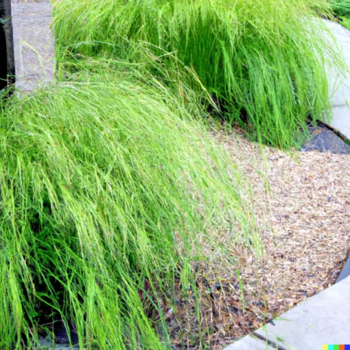 1000+ Weeping Lovegrass Seeds - Ornamental Grass (Eragrostis curvala), Bulk