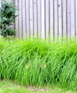 1000+ Weeping Lovegrass Seeds - Ornamental Grass (Eragrostis curvala), Bulk