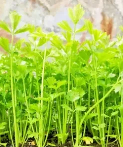 10,000+ BULK CELERY SEED | Microgreen Vegetable Seeds for Sprouting or Planting
