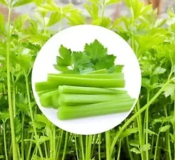10,000+ BULK CELERY SEED | Microgreen Vegetable Seeds for Sprouting or Planting