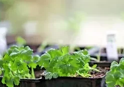 10,000+ BULK CELERY SEED | Microgreen Vegetable Seeds for Sprouting or Planting