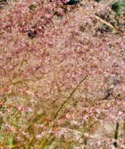 10,000 BULK PRAIRIE GRASS SEED - Fast Native, Drought & Heat, EZ Ornamental