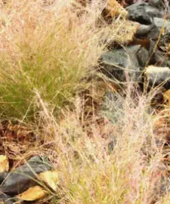 10,000 BULK PRAIRIE GRASS SEED - Fast Native, Drought & Heat, EZ Ornamental