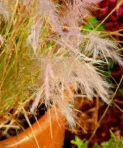 10,000 BULK PRAIRIE GRASS SEED - Fast Native, Drought & Heat, EZ Ornamental