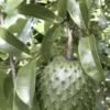 12”-16” Annona Muricata Graviola Soursop Guanabana 12”-16” fruit tree