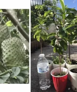 12”-16” Annona Muricata Graviola Soursop Guanabana 12”-16” fruit tree