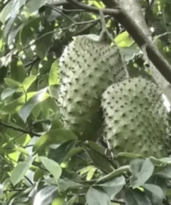 12”-16” Annona Muricata Graviola Soursop Guanabana 12”-16” fruit tree