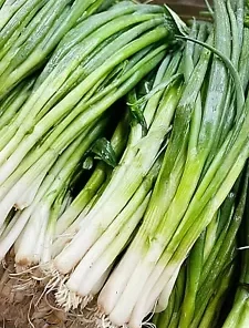 1,200+ GREEN ONION SEEDS: Tokyo Long White Bunching, Scallion BULK Seeds