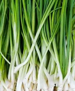 1,200+ GREEN ONION SEEDS: Tokyo Long White Bunching, Scallion BULK Seeds