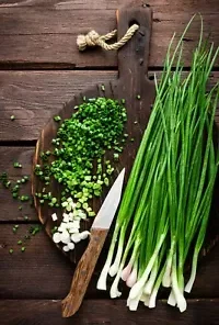 1,200+ GREEN ONION SEEDS: Tokyo Long White Bunching, Scallion BULK Seeds