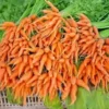 1250+ BULK CARROT SEED | Microgreen Vegetable Seeds for Sprouting or Planting