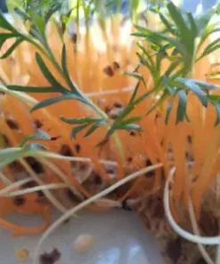 1250+ BULK CARROT SEED | Microgreen Vegetable Seeds for Sprouting or Planting