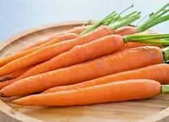 1250+ BULK CARROT SEED | Microgreen Vegetable Seeds for Sprouting or Planting