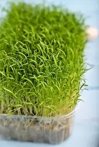 1250+ BULK CARROT SEED | Microgreen Vegetable Seeds for Sprouting or Planting