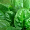 1250+ Bloomsdale Spinach Seeds | 1/2 OZ BULK - Microgreen Sprouting or Garden